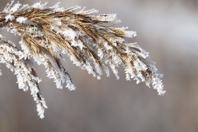 Dry plant covered with hoarfrost outdoors on winter morning, closeup