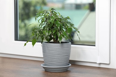Photo of Beautiful potted houseplant on wooden window sill