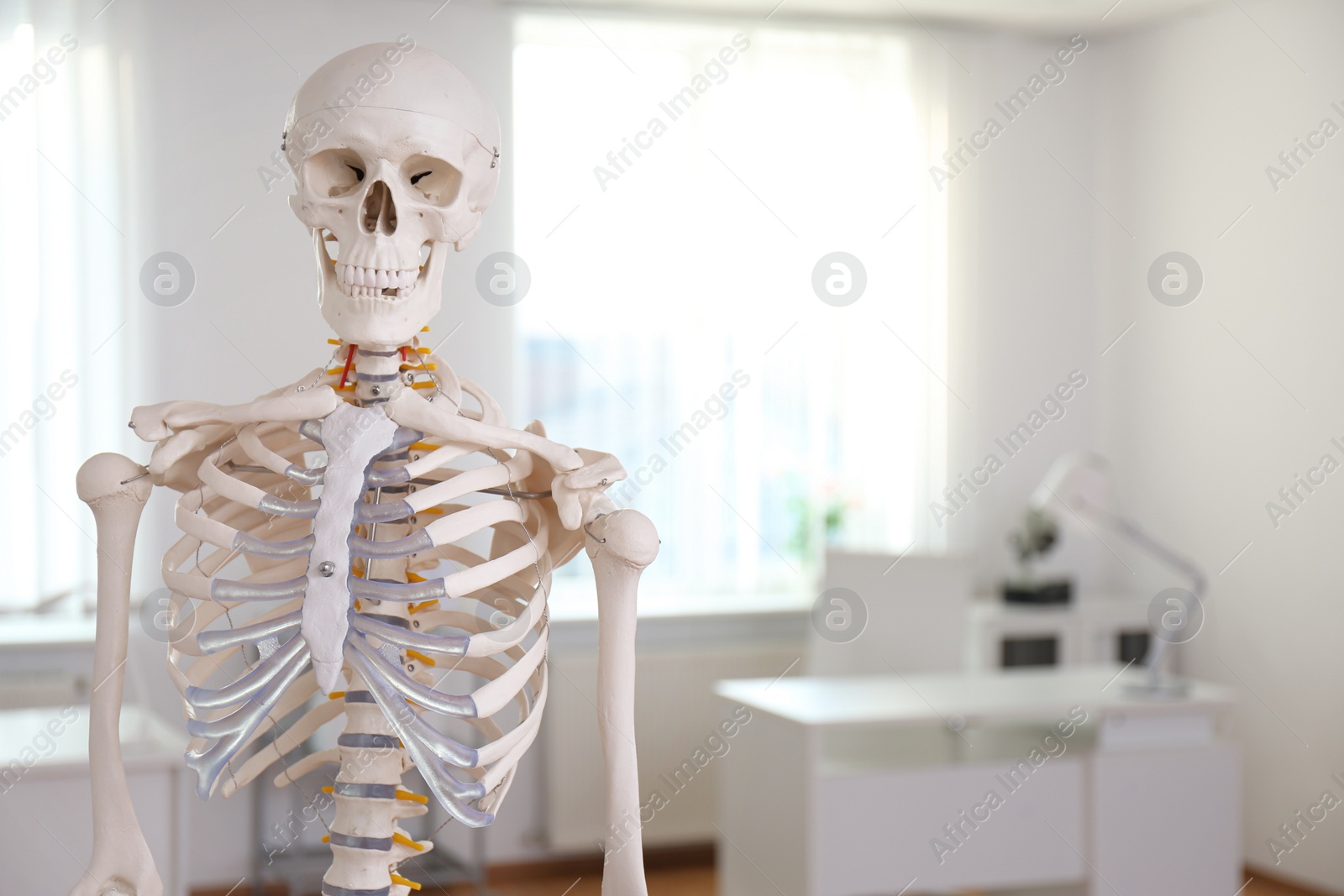 Photo of Human skeleton model in modern orthopedist's office