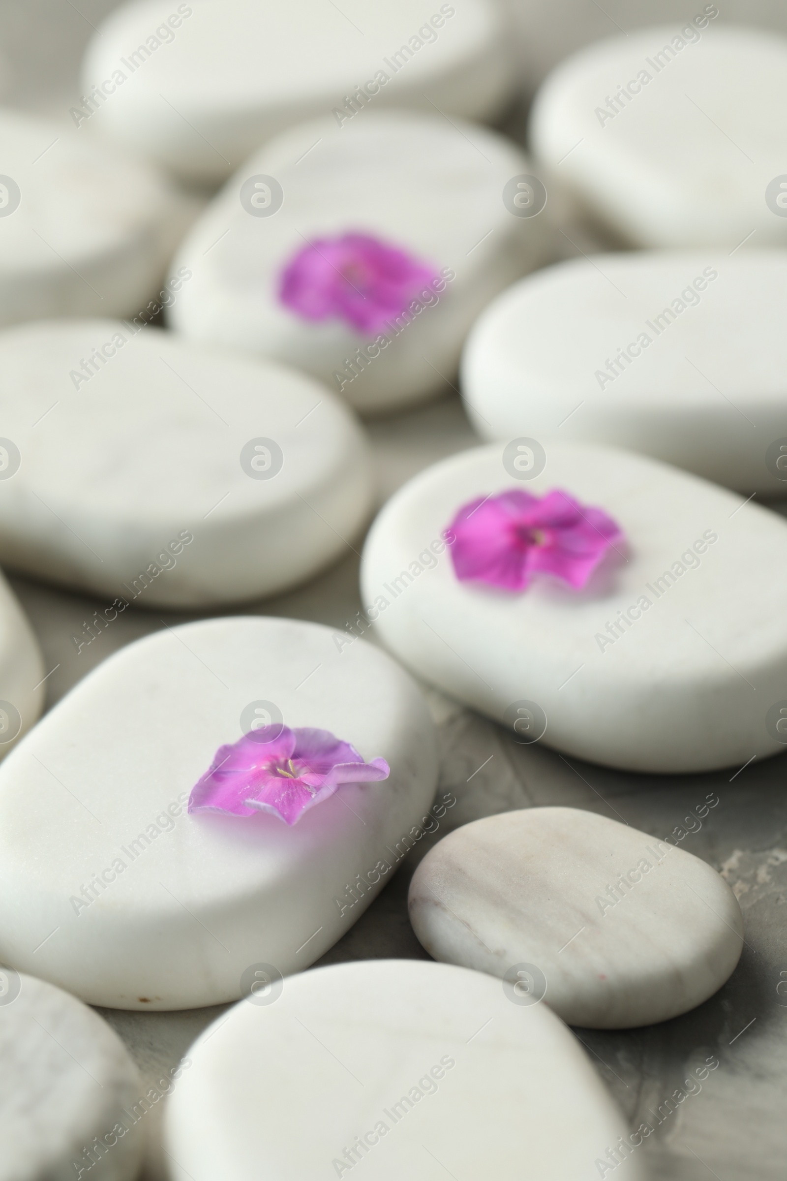 Photo of Spa stones and petunia flowers on grey table, closeup