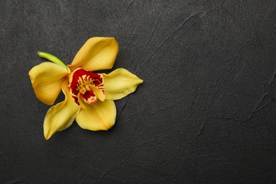 Beautiful vanilla flower on dark  background