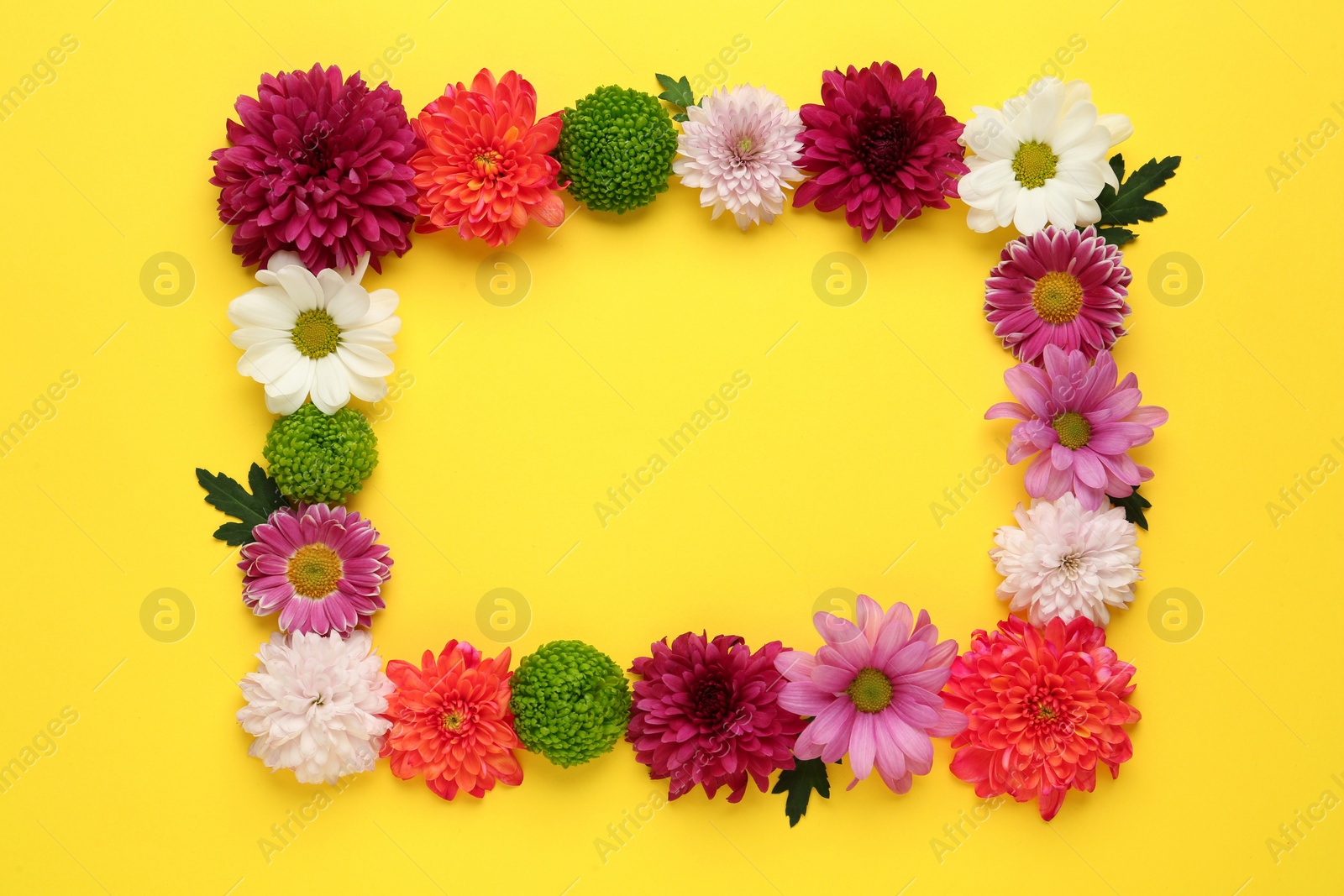 Photo of Frame made with beautiful chrysanthemum flowers on yellow background, flat lay. Space for text