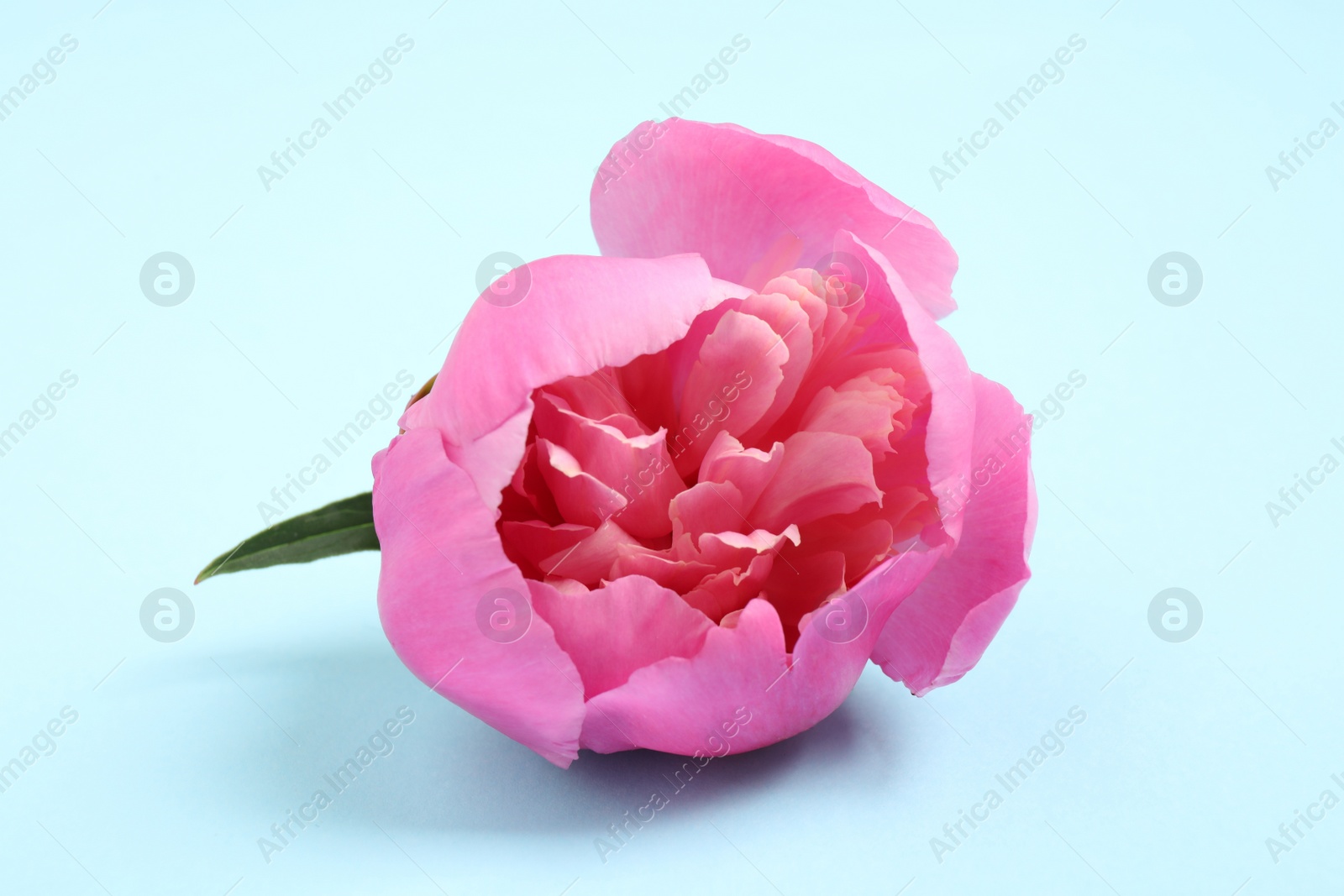 Photo of Beautiful pink peony on light blue background