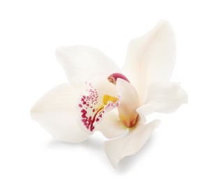 Photo of Beautiful tropical orchid flower isolated on white