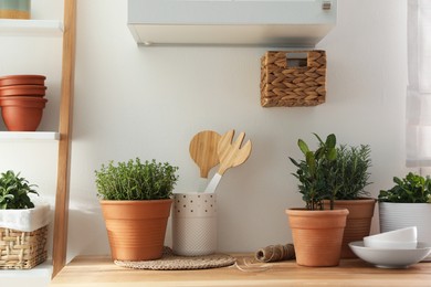 Different aromatic potted herbs on wooden table indoors