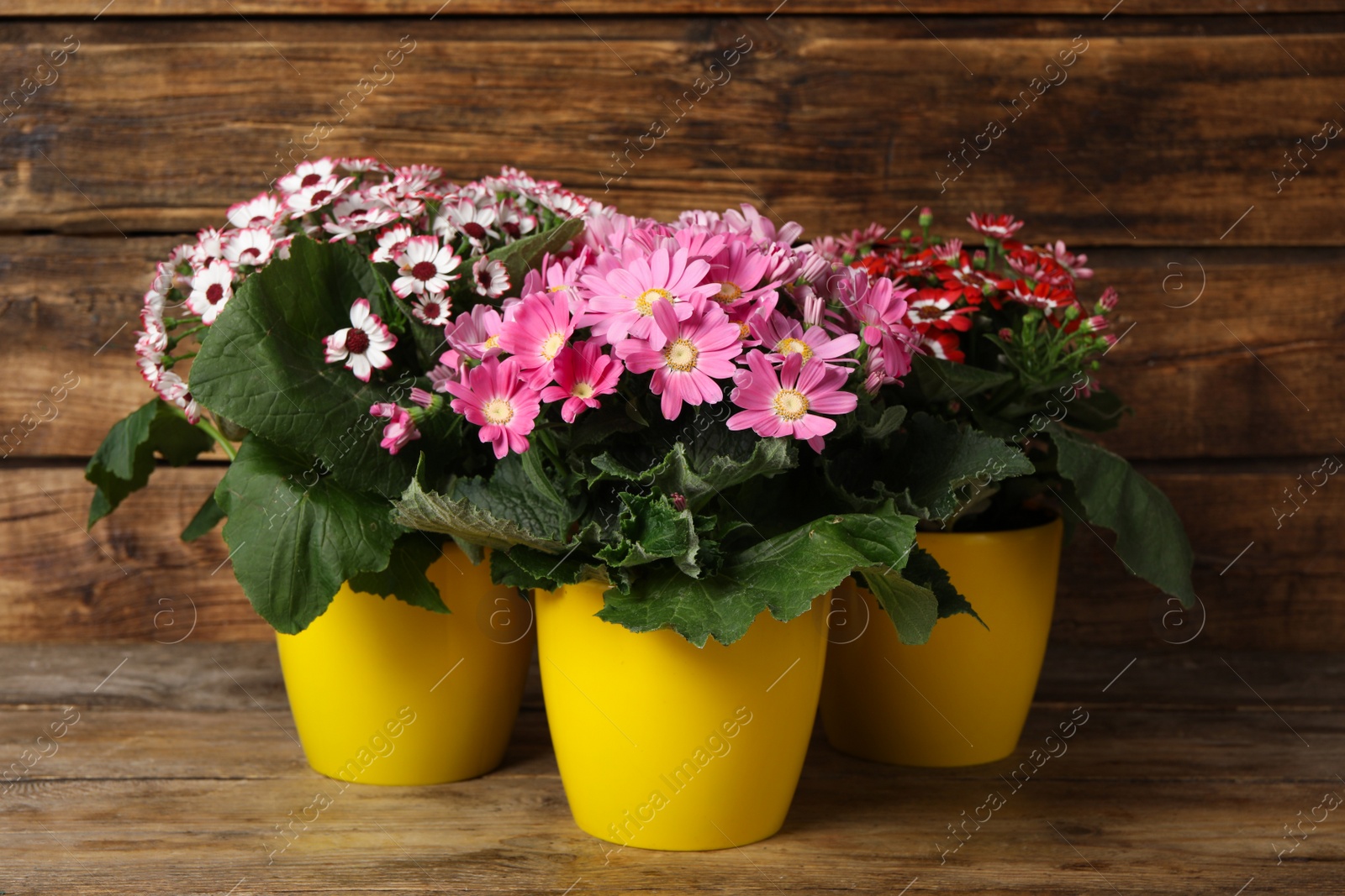Photo of Beautiful cineraria plants in flower pots on wooden table