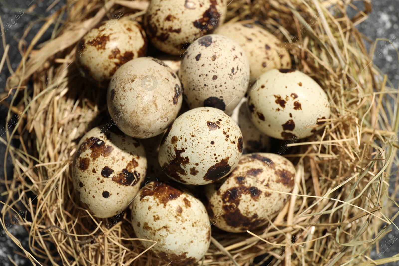 Photo of Nest with many speckled quail eggs on table, closeup