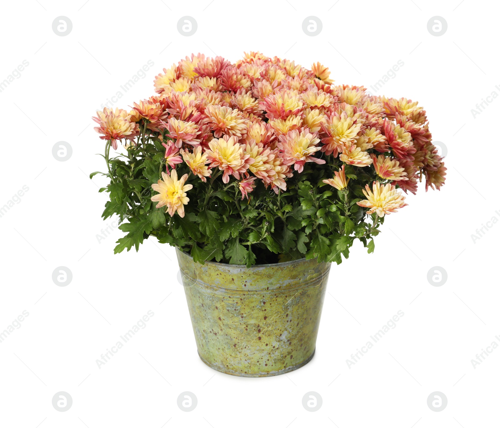 Photo of Beautiful chrysanthemum flowers in pot on white background