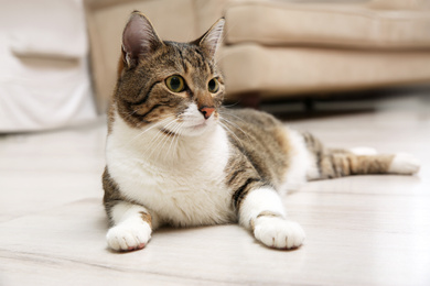 Photo of Cute tabby cat lying on wooden floor at home. Friendly pet
