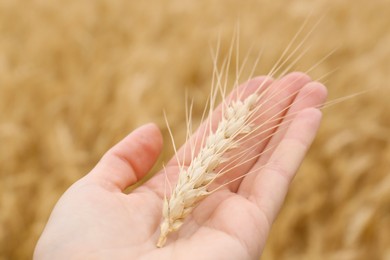 Photo of Woman holding ripe wheat spike in field, closeup