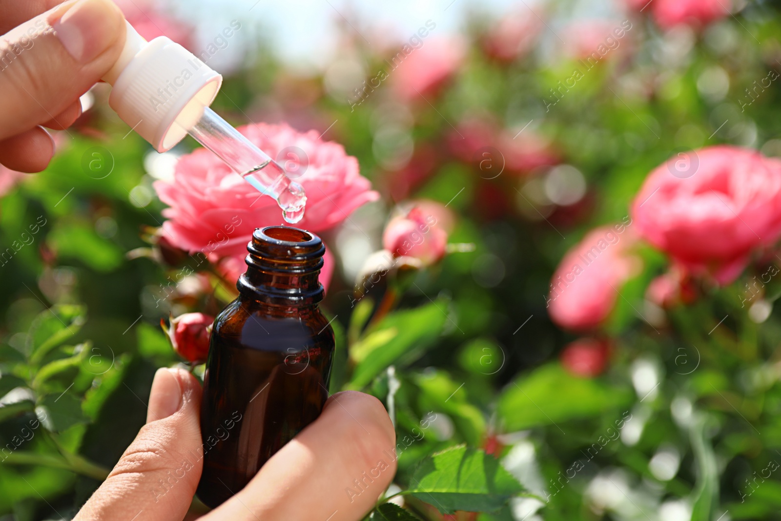 Photo of Woman holding dropper and bottle of essential oil near rose bush in garden, closeup. Space for text