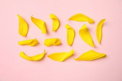 Photo of Fresh yellow sunflower petals on pink background, flat lay