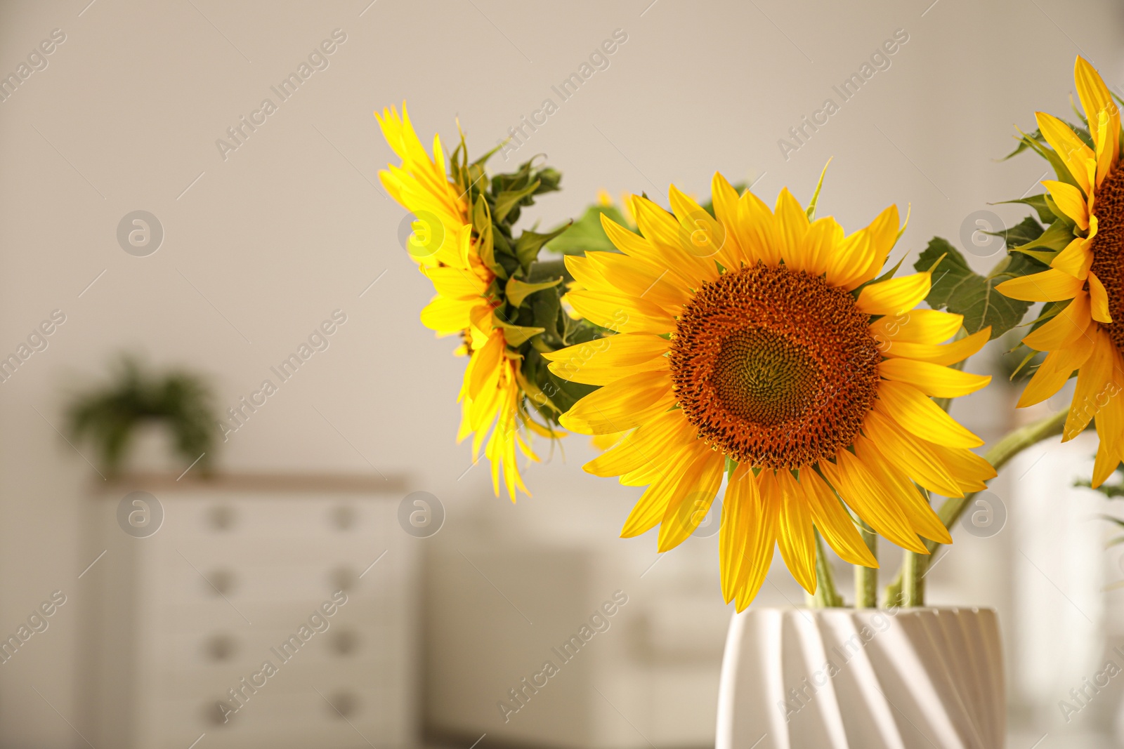 Photo of Beautiful bouquet of sunflowers in vase at home, closeup