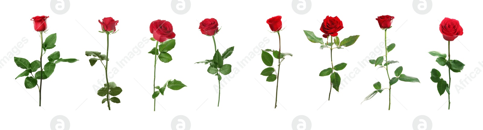 Image of Set of beautiful red roses on white background. Banner design 