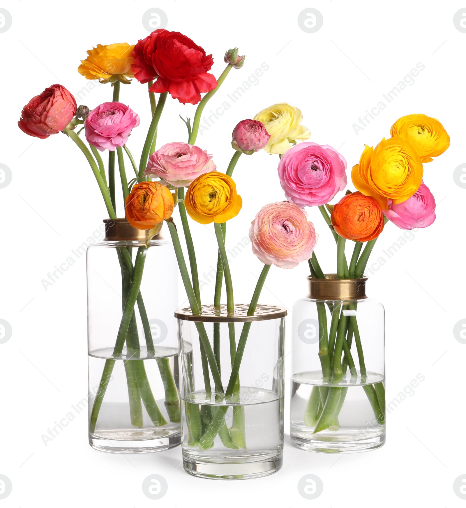Photo of Beautiful ranunculus flowers in glass vases isolated on white