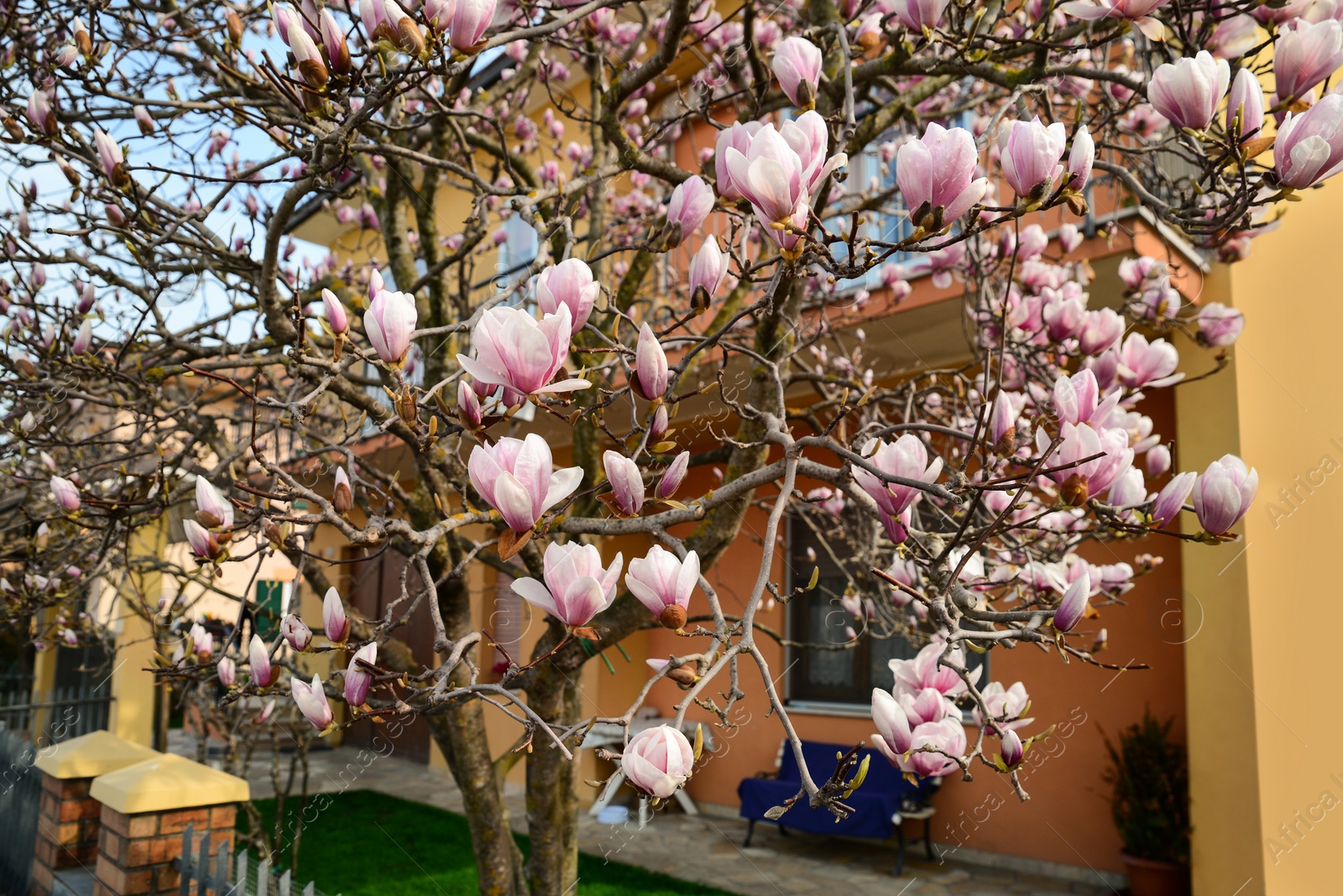 Photo of Beautiful blossoming magnolia tree near house on sunny spring day