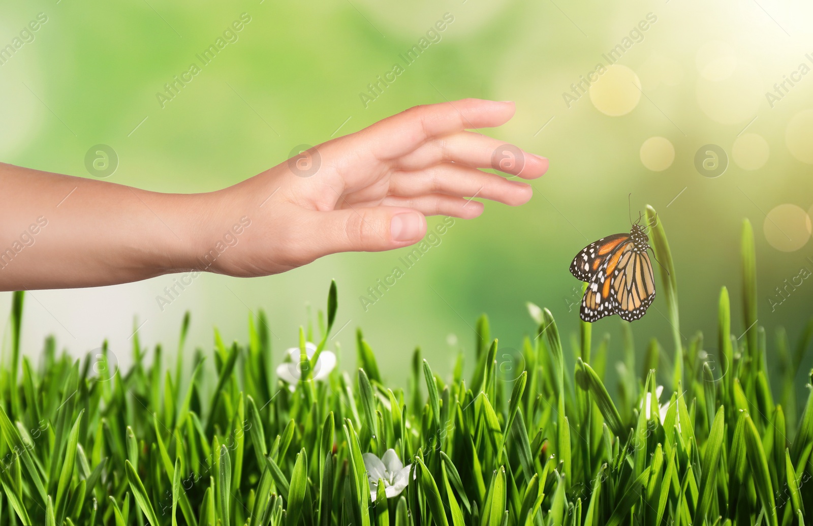 Image of Woman reaching for monarch butterfly above green grass, closeup