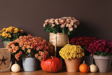 Beautiful fresh chrysanthemum flowers and pumpkins near brown wall