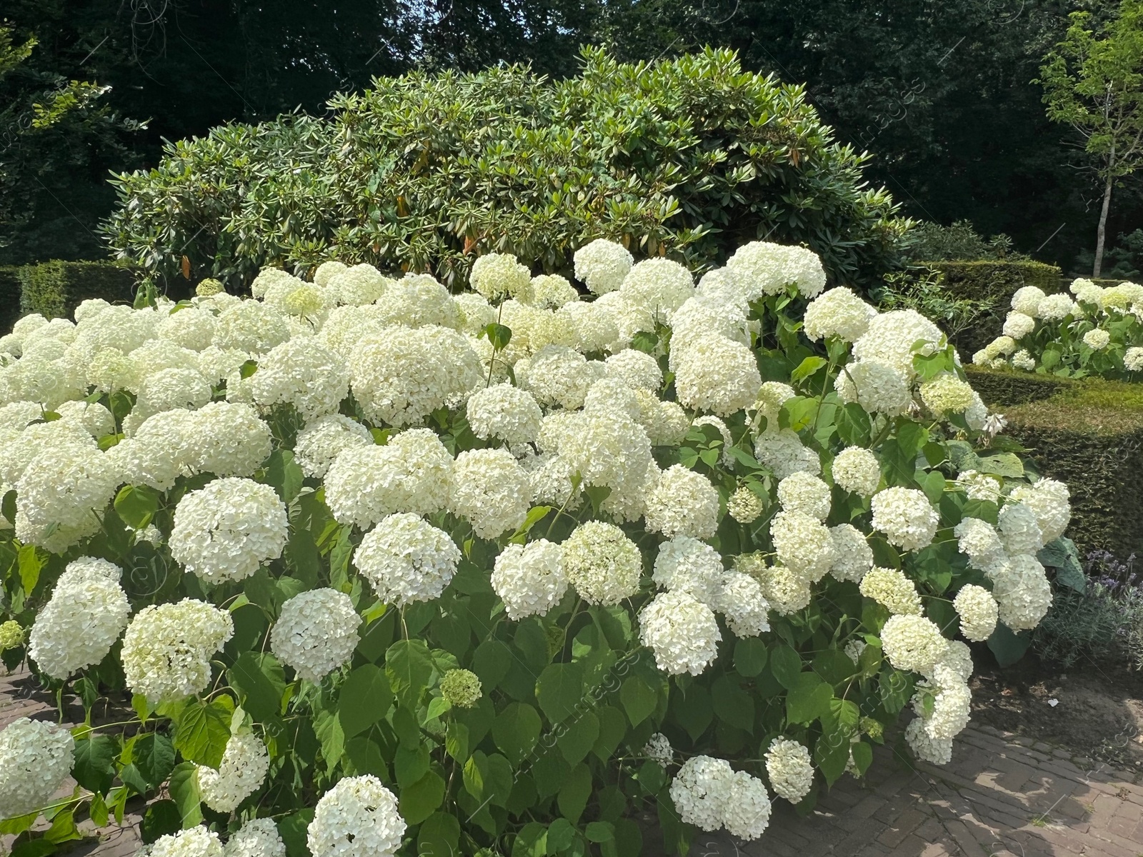 Photo of Blooming hortensia shrub with beautiful white flowers outdoors