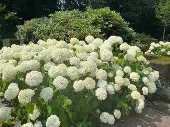 Photo of Blooming hortensia shrub with beautiful white flowers outdoors
