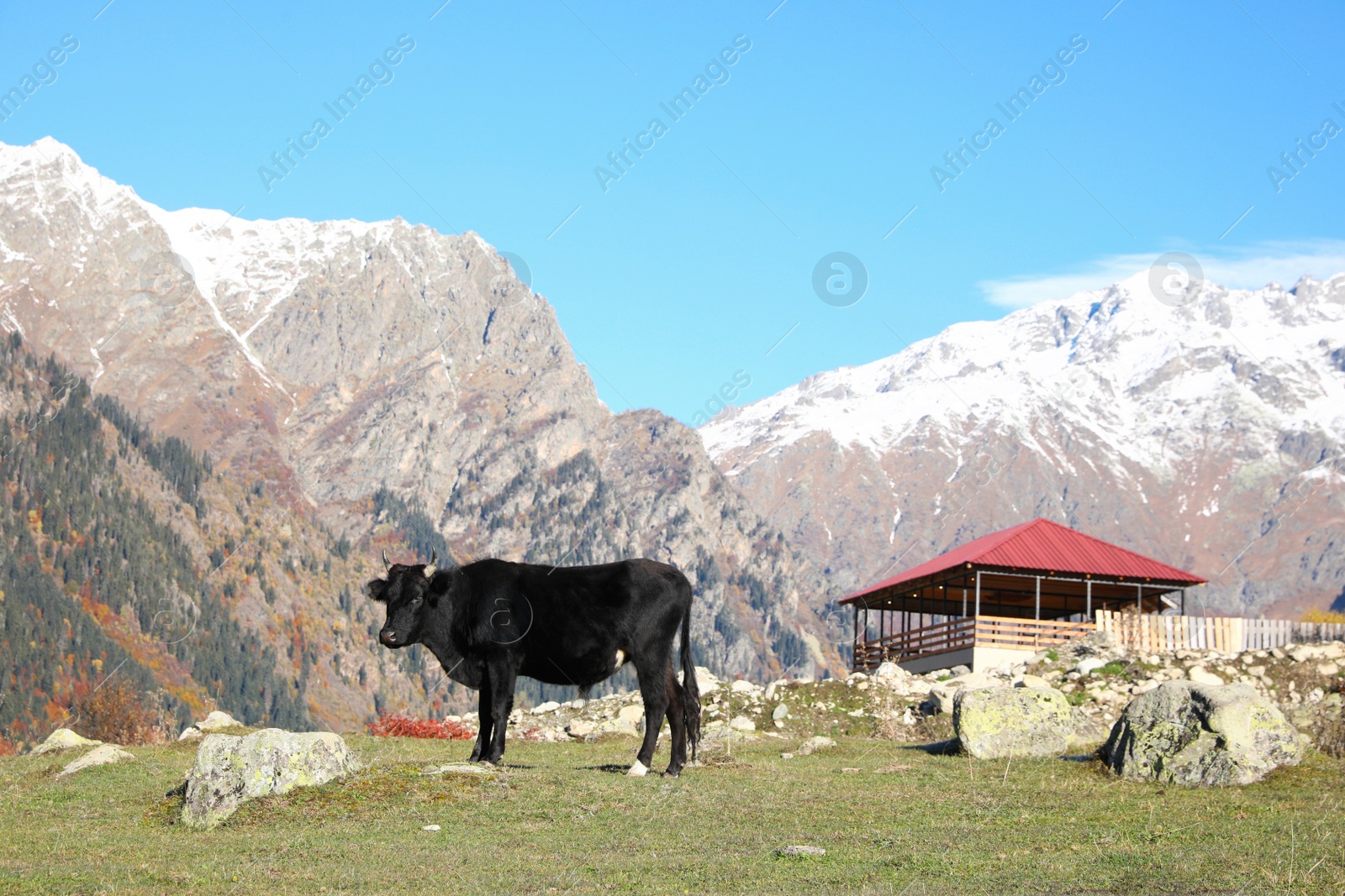 Photo of Picturesque view of beautiful high mountains, black cow and building under blue sky on sunny day