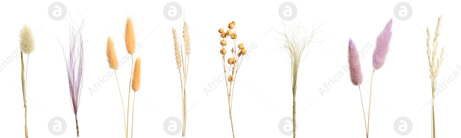 Image of Set with beautiful decorative dry flowers on white background, banner design 