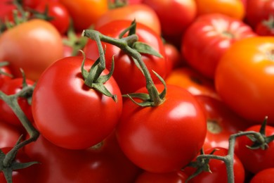 Photo of Many different ripe tomatoes as background, closeup