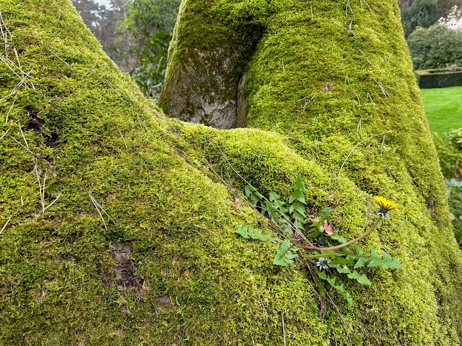 Photo of Bright green moss and beautiful dandelion outdoors