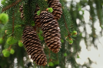 Photo of Closeup view of coniferous tree with cones outdoors