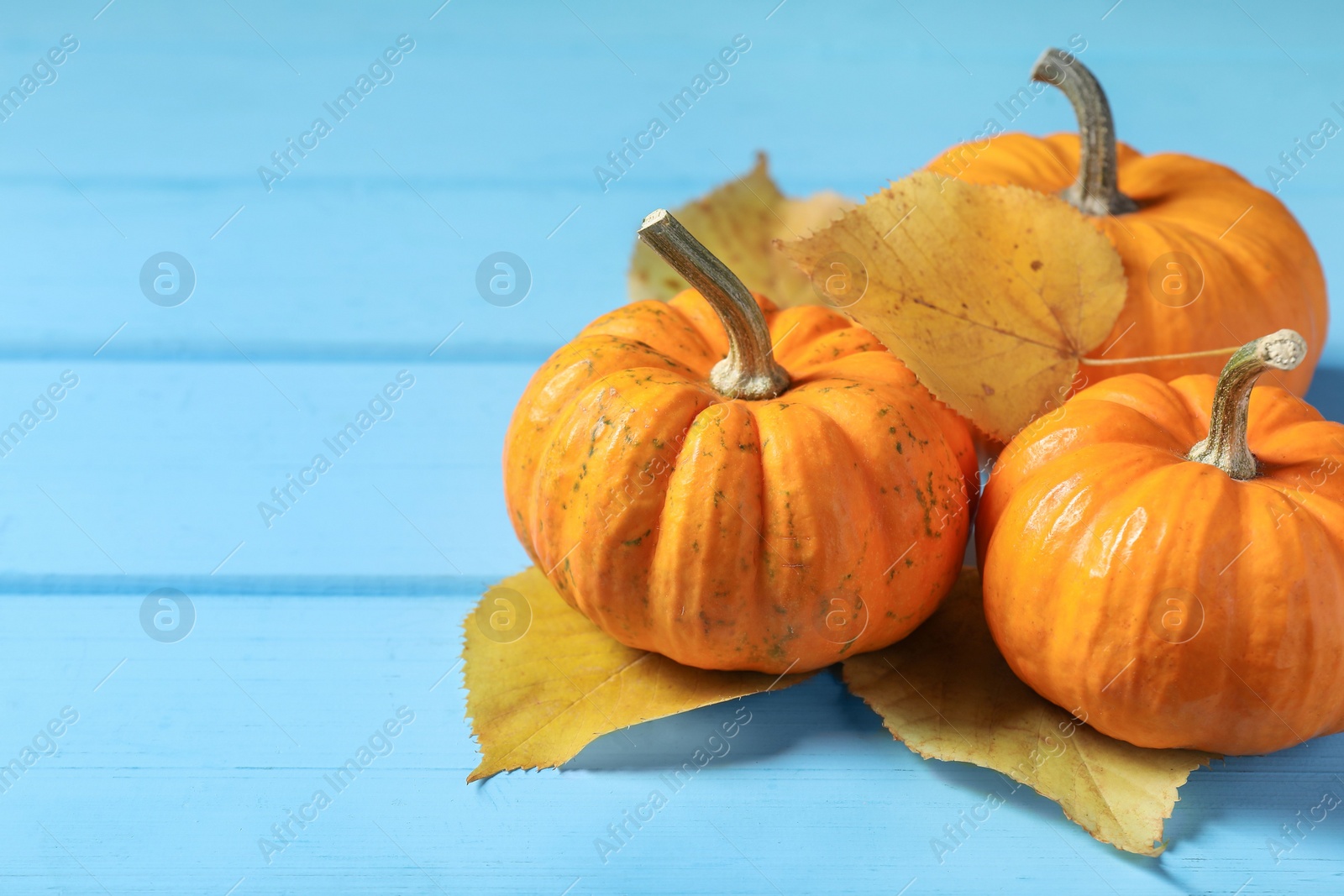 Photo of Thanksgiving day. Pumpkins and dry leaves on light blue wooden table, closeup. Space for text