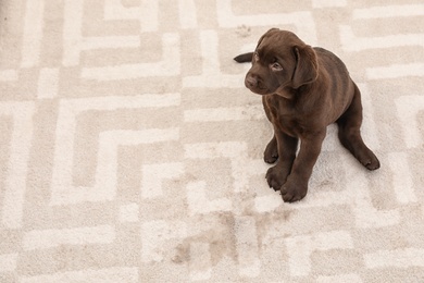 Photo of Chocolate Labrador Retriever puppy and wet spot on carpet. Space for text