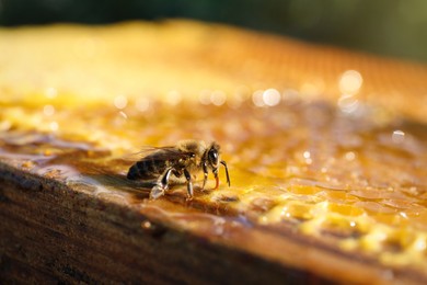 Photo of Closeup view of honeycomb frame with bee