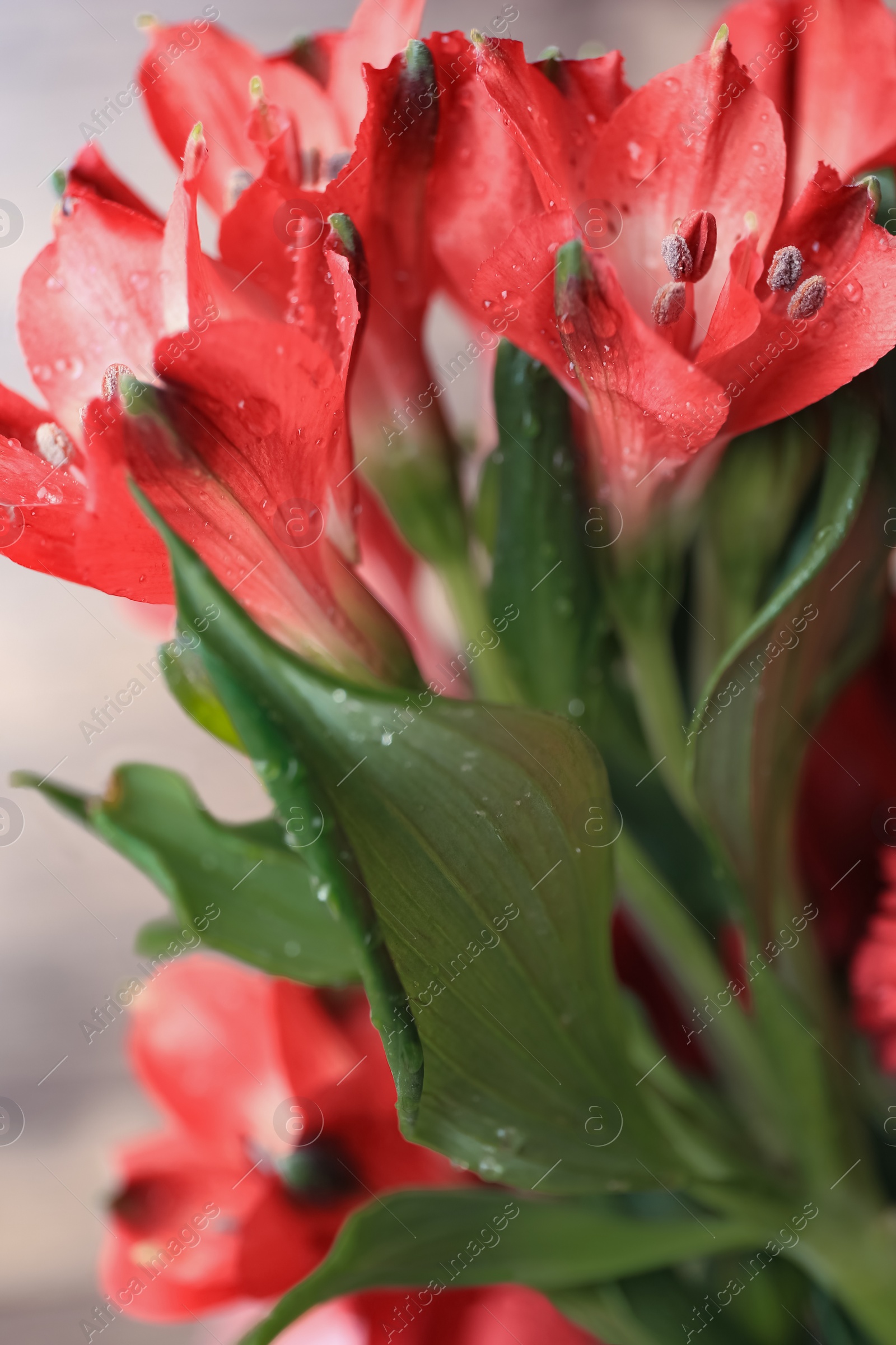 Photo of Beautiful flowers and leaves with water drops on blurred background, closeup