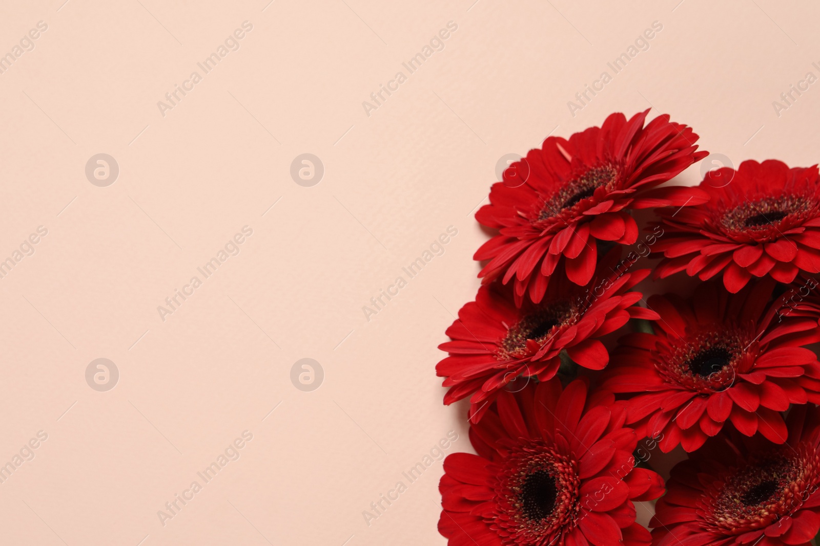 Photo of Bouquet of beautiful bright red gerbera flowers on beige background, top view. Space for text