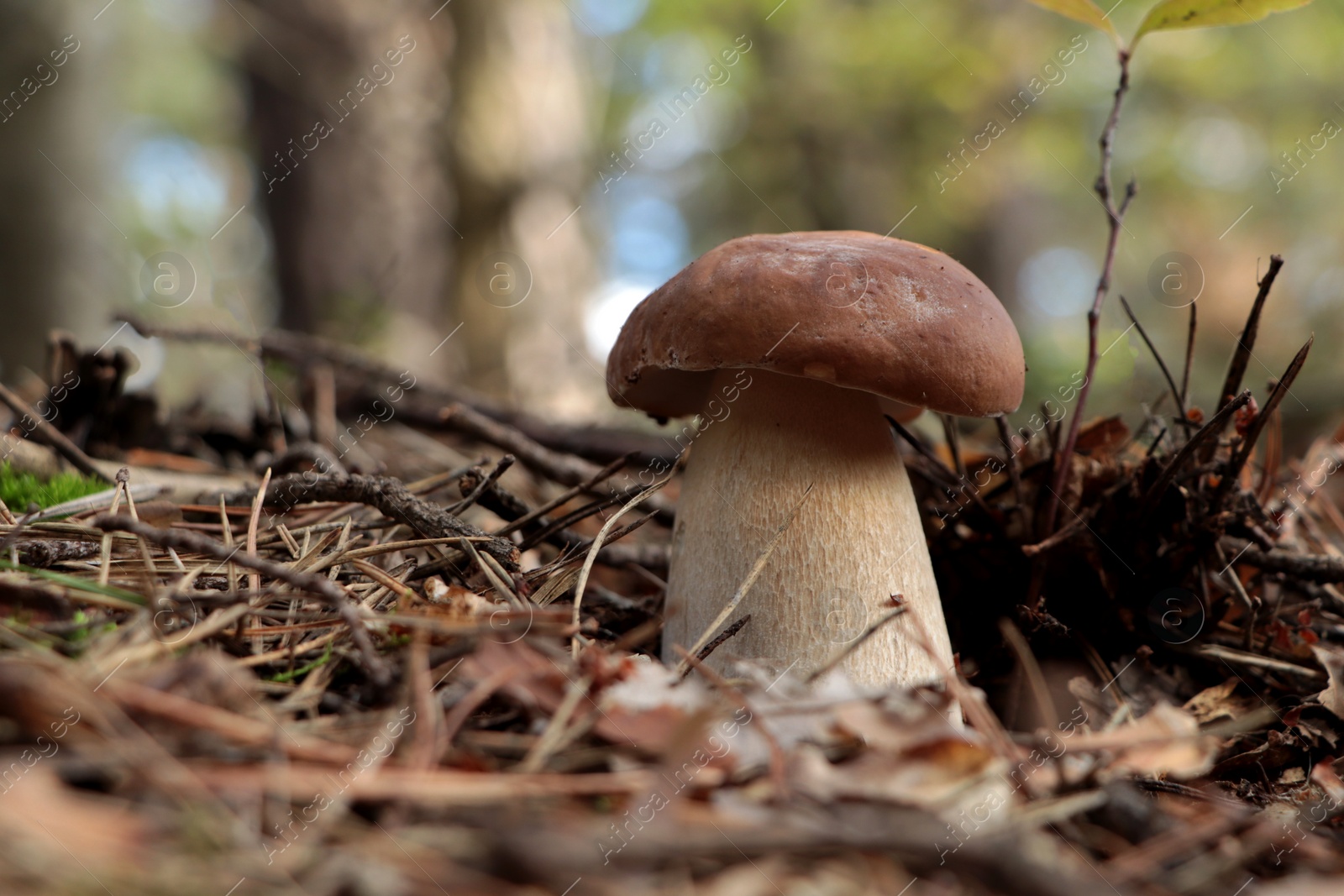 Photo of Beautiful porcini mushroom growing in forest on autumn day, space for text