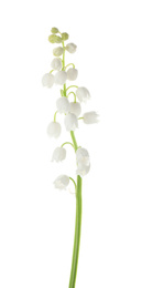 Photo of Beautiful lily of the valley isolated on white