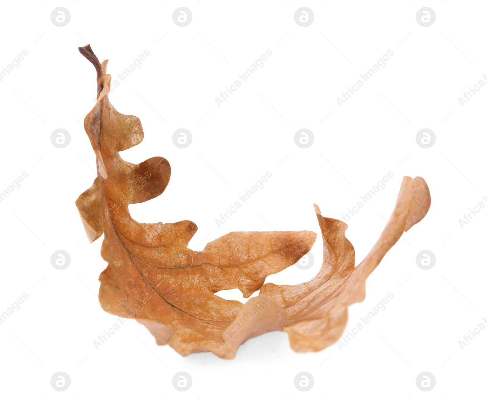 Photo of Autumn season. One dry oak leaf isolated on white