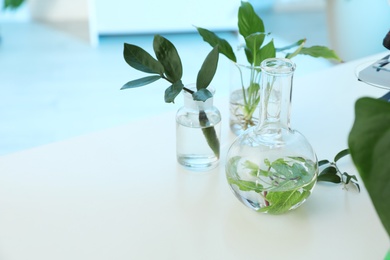 Laboratory glassware with plants on table, space for text. Biological chemistry