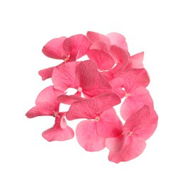 Photo of Beautiful pink hortensia plant florets on white background