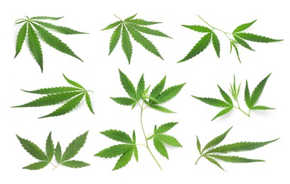 Set with green hemp leaves on white background 