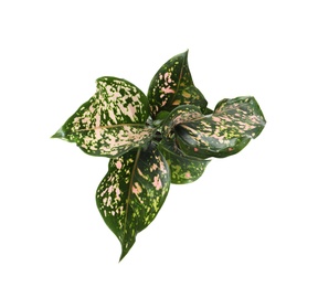 Beautiful Aglaonema plant isolated on white, top view. House decor