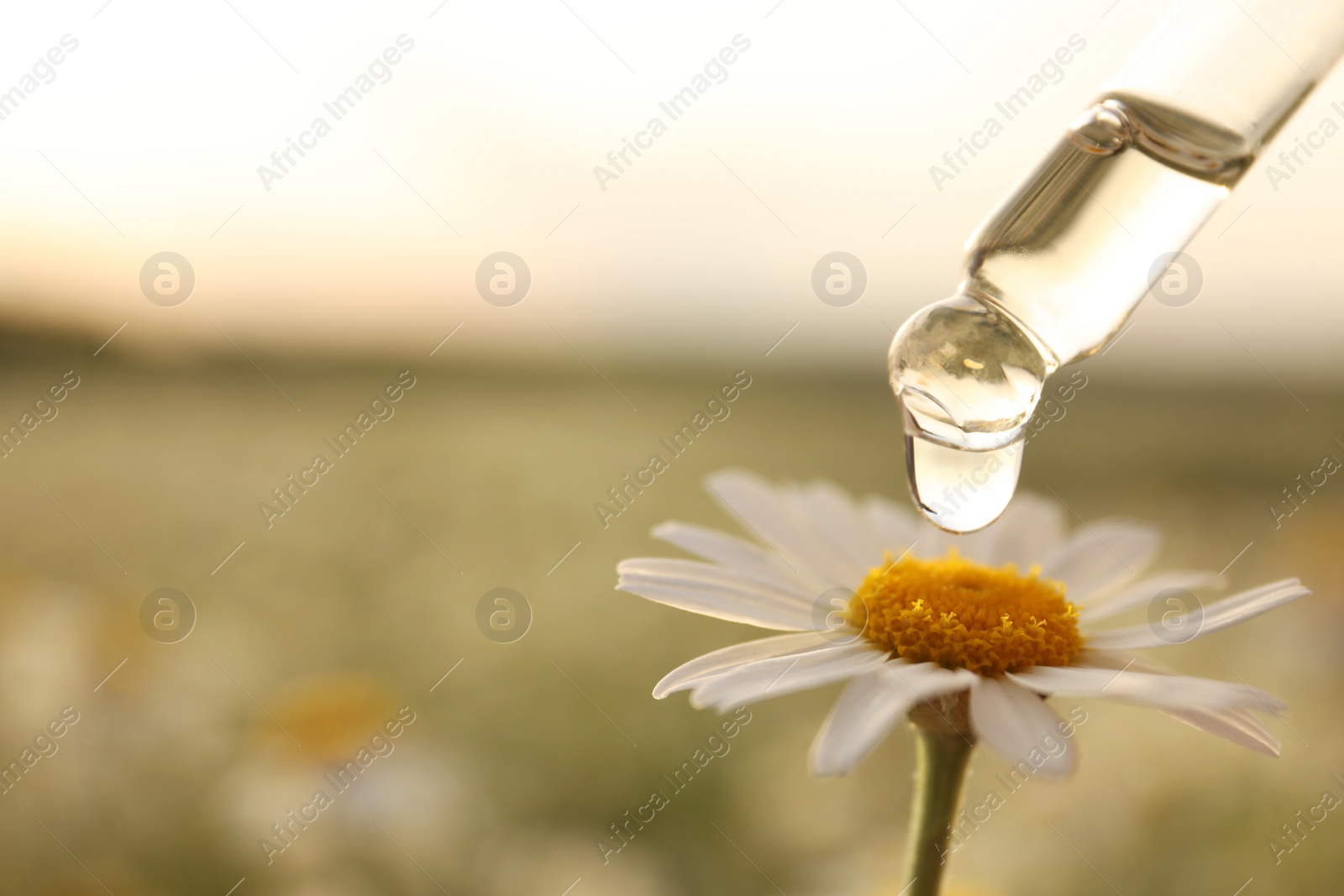 Photo of Dripping essential oil from pipette onto chamomile outdoors, closeup. Space for text