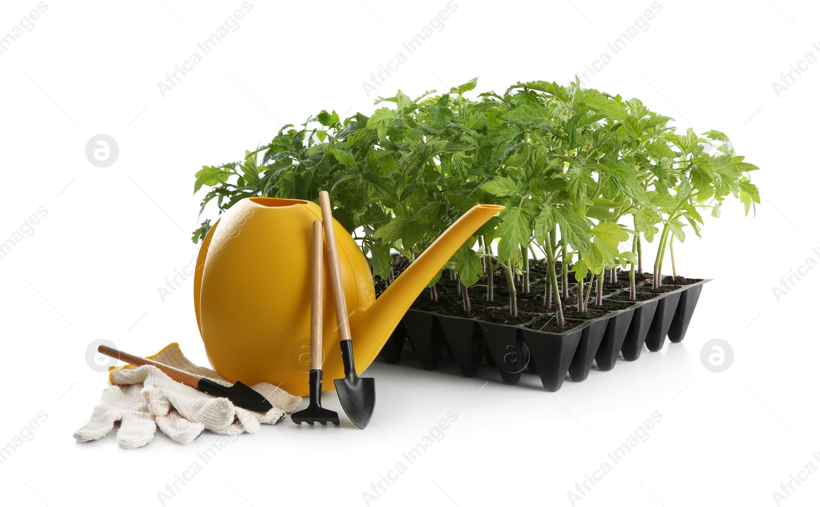 Photo of Gardening accessories and green tomato plants in seedling tray isolated on white