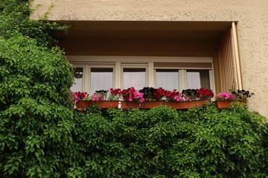 Balcony decorated with beautiful colorful flowers and green plant