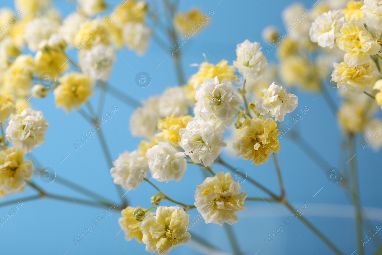 Photo of Beautiful dyed gypsophila flowers on light blue background, closeup