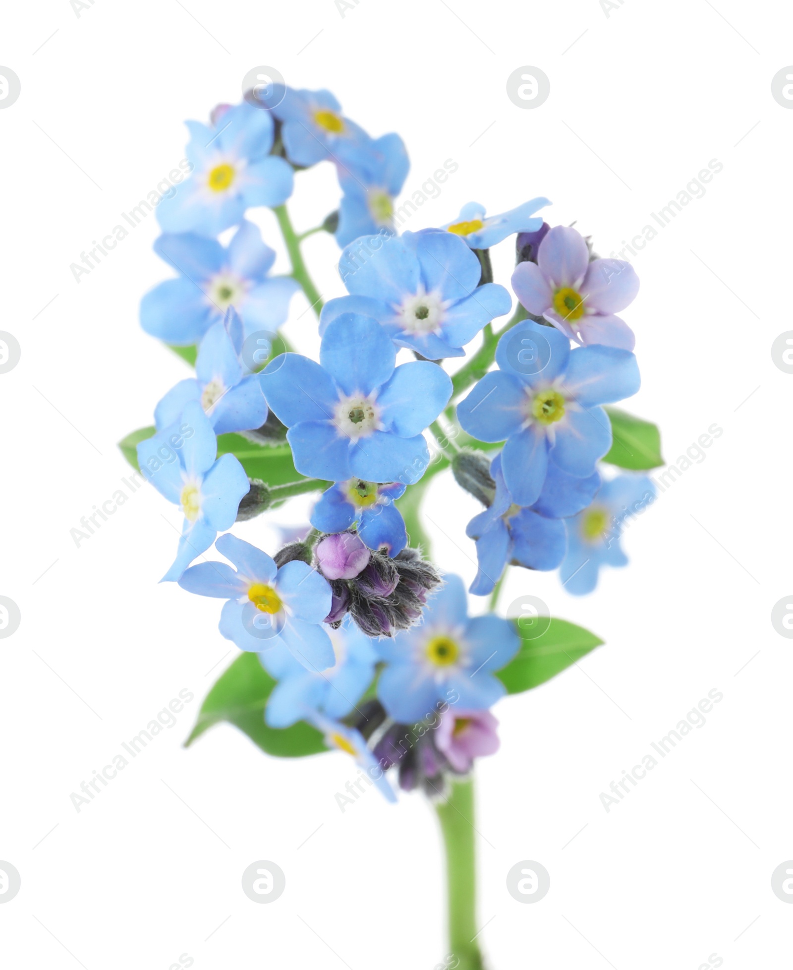 Photo of Amazing spring forget-me-not flowers on white background