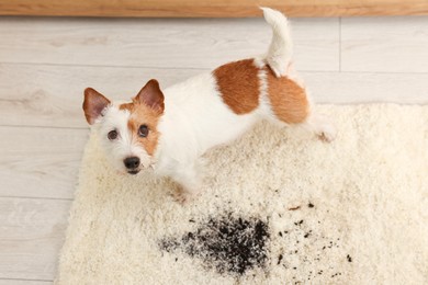 Photo of Cute dog near mud stain on rug indoors