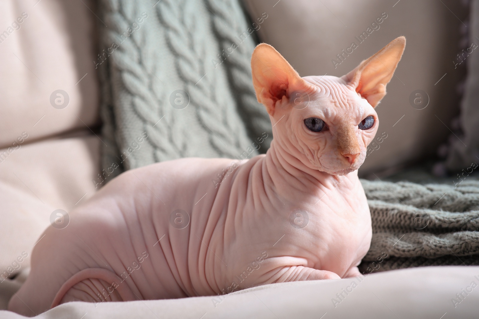 Photo of Beautiful Sphynx cat on sofa at home. Lovely pet