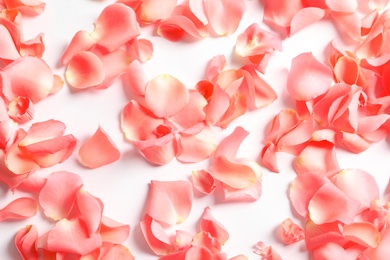 Beautiful rose petals on white background