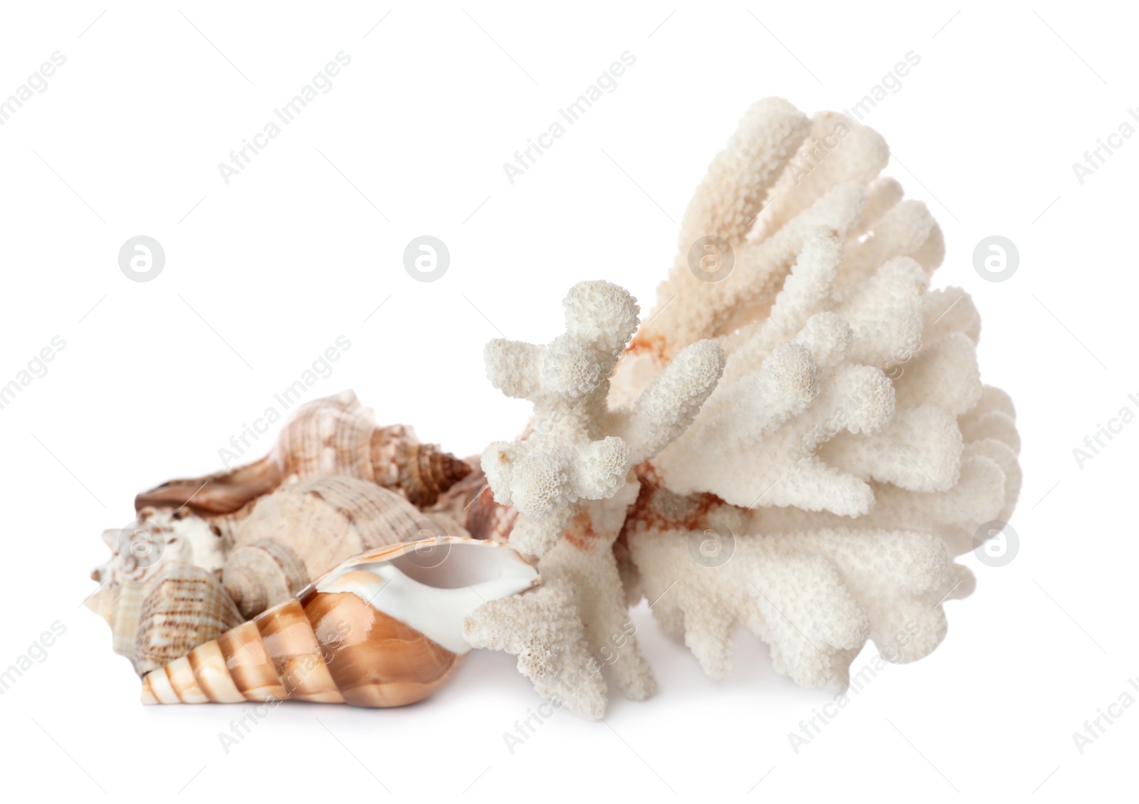 Photo of Beautiful exotic sea coral and shells on white background